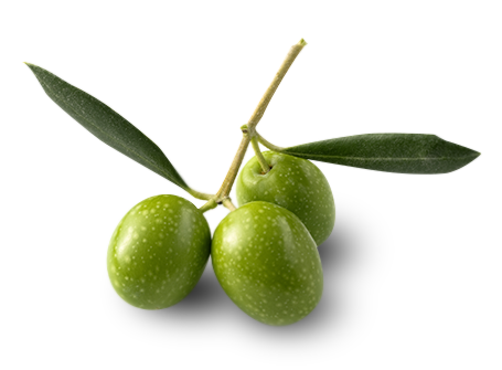 Olives ilicellticals
